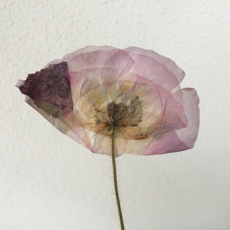 dried flower; photo